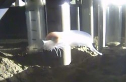 Ghostly Fish Discovered at Record Depths in the Ocean (Video)
