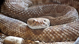 Snake looking at camera