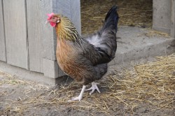 California Farmers Face New Regulations Price of Eggs Expected to Increase Nationally