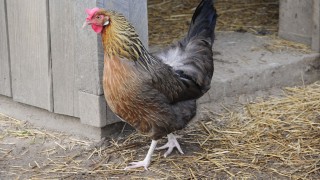 Pictured from wiki commons is a hen