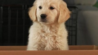 A golden retriever puppy from the GoDaddy Super Bowl pulled commercial