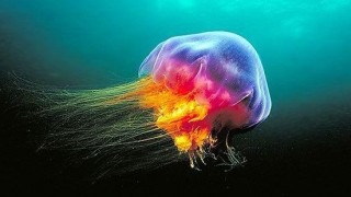 Colorful jellyfish swimming