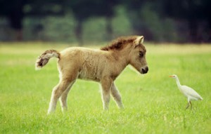 a pony and a duck are friends