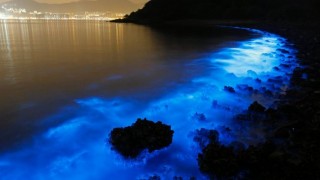 Blue lights illuminate Hong Kong water with sea sparkle algae