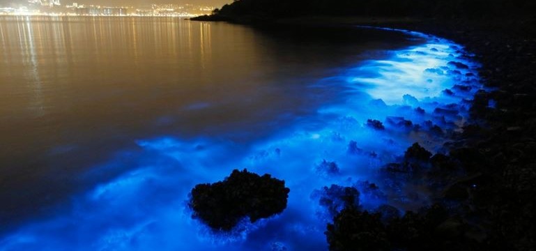 Blue lights illuminate Hong Kong water with sea sparkle algae