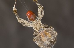 Uloborus Spiders Spin Electrically Charged Silk Webs