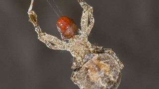 Uloborus Spider spinning web