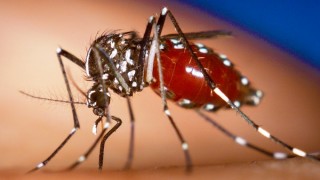 Mosquito that transmits Chikungunya virus