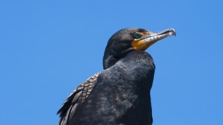 Pictured is the double crested cormorants