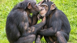 Chimps Consume Alcoholic Sap Confirming 'Drunken Monkey' Theory