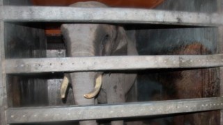 stock photo of penned up elephant
