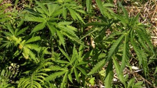 Fibromyalgia Mystery No Cure With Legalized Drugs But Marijuana Remains Effective