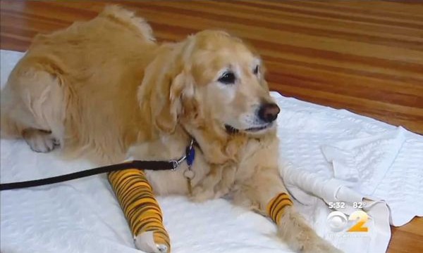 Figo is pictured following successful surgery
