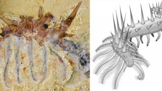 Fossils of Prehistoric Superarmored Worm Discovered In China
