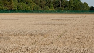 GM Wheat Not Aphid Resistant, Almost £3 million Spent