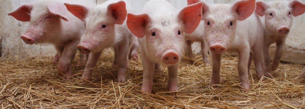 Gaggle of pigs
