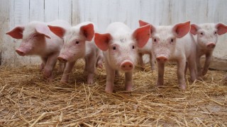 Gaggle of pigs