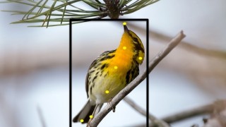 Merlin bird id app developed by Cornell