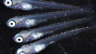 Medaka Japanese rice fish germ cells