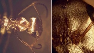 Saharan Silver Ants Use Special Hairs to Survive Extreme Temps