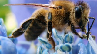 Picture of western honeybee via wiki images
