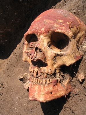 Yamnaya skull reduced Natalia Shishlina