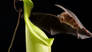 Carnivorous, Excrement Eating Pitcher Plants Attract Bats Using Reflectors