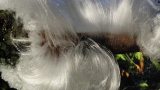 Hair Ice Phenomenon Finally Understood