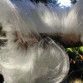 Hair Ice Phenomenon Finally Understood