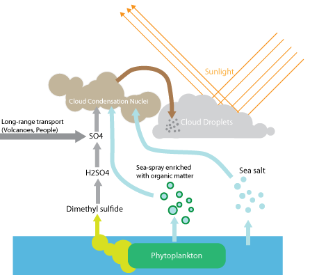 Ocean life contributes towards cloud production