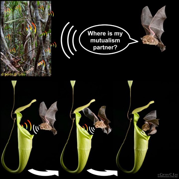 Paleotropical plants attract bats using reflective structures