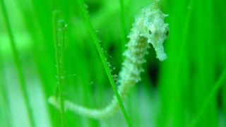 Seahorse Tails to Lead to Advanced Laparoscopes and Rescue Robots