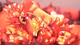Seaweed that Tastes Like Bacon Discovered By OSU Researchers