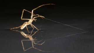 Spiders Shape Anchors and Sails to Cross Water Like Ships