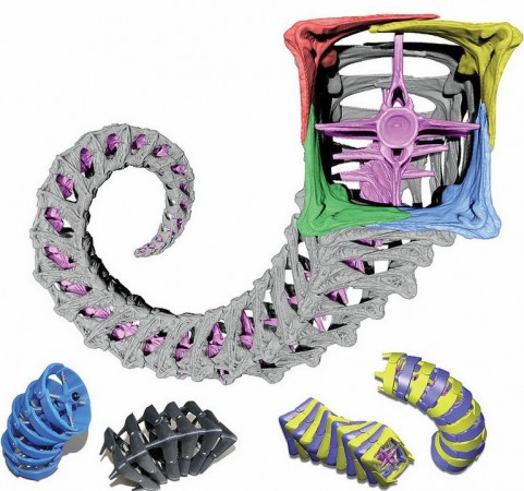 Vertebral column of the seahorse