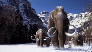 Woolly Mammoth Genome Completely Analyzed