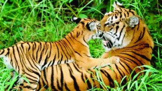 Bengak tigers resting