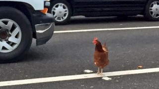 This lost hen created a traffic debacle