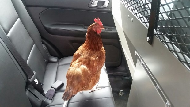 chick