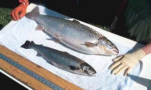 Salmon comparisons