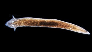 Pictured is an unengineered flatworm