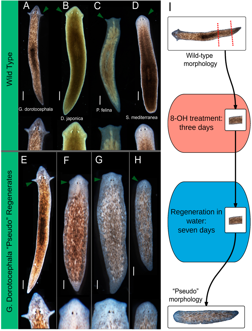 Flatworm experiment