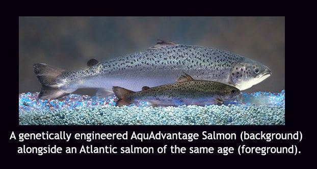 salmon picture